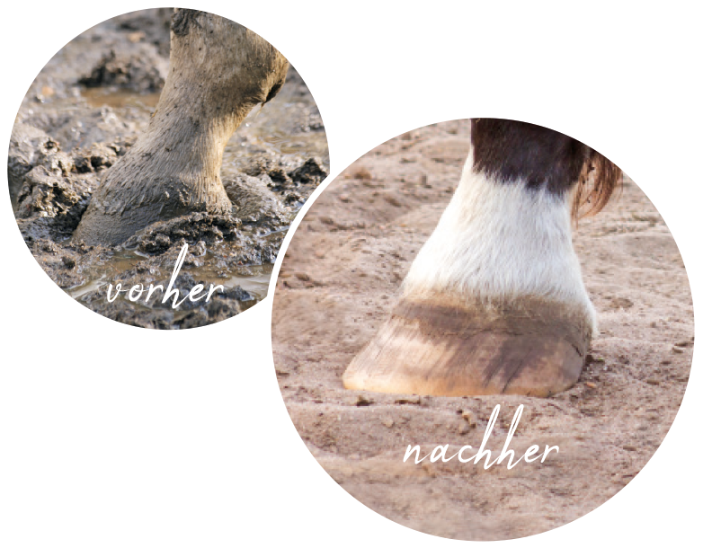 Paddock vorher/nachher Paddock vorher-nachher mit ArenaMat